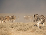 Burchell's Zebra, Etosha National Park, Namibia, Africa