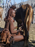 Buy Himba Woman Milks a Cow in the Stock Enclosure Close to Her Home, Namibia at AllPosters.com