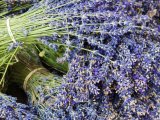 Lavender Bundles for Sale in Roussillon, Sault, Provence, France Photographic Print