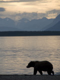 Brown Bear Strolls the Beach on Naknek Lake in the Evening, Brooks Camp, Katmai National Park