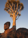 Buy Quiver Tree, Quiver Tree Forest, Keetmanshoop, Namibia, Africa at AllPosters.com