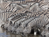 Burchell's Zebra, at Waterhole, Etosha National Park, Namibia, Africa Photographic Print