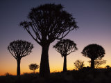 Buy Quiver Trees, Quiver Tree Forest Silhouette, Keetmanshoop, Namibia, Africa at AllPosters.com