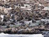 South African Fur Seals, Seal Island, False Bay