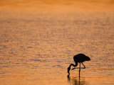 Greater Flamingo, at Dusk, Walvis Bay Lagoon, Namibia, Africa