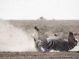 Buy Burchell's Zebra, Dust Bathing, Etosha National Park, Namibia, Africa at AllPosters.com