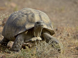 Leopard Tortoise, Karoo National Park, South Africa, Africa