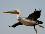 American White Pelican in Flight Shortly after Taking Off