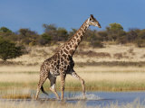Buy Giraffe, Wading Through Seasonal Water on Pan at AllPosters.com