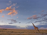 Buy Giraffe, at Dusk, Etosha National Park, Namibia, Africa at AllPosters.com
