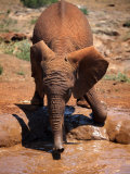 Baby Elephant at the David Sheldrick Wildlife Trust Elephant Orphanage, Nairobi