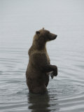 Brown Bear in Brooks River, Brooks Camp, Katmai National Park, Alaska