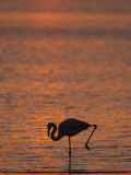 Buy Greater Flamingo, at Dusk, Walvis Bay Lagoon, Namibia, Africa at AllPosters.com
