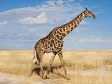 Buy Giraffe, Etosha National Park, Namibia, Africa at AllPosters.com