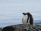 Gentoo Penguins at Brown Bluff, Antarctic Peninsula, Antarctica, Polar Regions