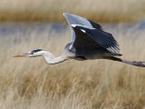 Buy Grey Heron, in Flight, Etosha National Park, Namibia, Africa at AllPosters.com