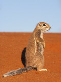 Buy Ground Squirrel, Kgalagadi Transfrontier Park, Northern Cape at AllPosters.com