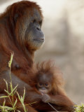 Orangutan Mother and 6-Month Old Baby in Captivity, Rio Grande Zoo