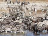 Buy Burchell's Zebra (Equus Burchelli, at Waterhole, Etosha National Park, Namibia. Africa at AllPosters.com