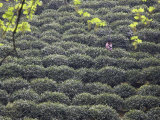 Woman Picking Tea, Longjing, Hangzhou, Zhejiang, China, Asia