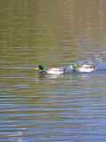 Buy Mallard Ducks on a Pond, Hampstead Heath, London, England, United Kingdom, Europe at AllPosters.com
