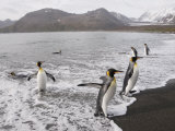 King Penguins, St. Andrews Bay, South Georgia, South Atlantic