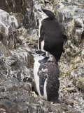 Chinstrap Penguins, Hannah Point, Livingstone Island, South Shetland Islands, Polar Regions