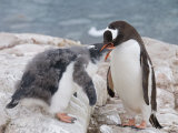 Gentoo Penguin Feeding Chick, Neko Harbour, Antarctic Peninsula, Antarctica, Polar Regions