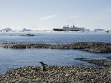 Gentoo Penguins at Brown Bluff, Antarctic Peninsula, Antarctica, Polar Regions