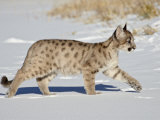 Buy Captive Mountain Lion or Cougar Cub, Near Bozeman, Montana at AllPosters.com