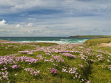 Wild Flowers and Coastline, Isle of Lewis, Outer Hebrides, Sotland, United Kingdom, Europe