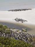 Magellanic Penguins, Yorke Bay, Port Stanley, Falkland Islands, South America