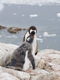 Gentoo Penguin Feeding Chick, Neko Harbour, Antarctic Peninsula, Antarctica, Polar Regions