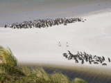 Magellanic Penguins, Yorke Bay, Port Stanley, Falkland Islands, South America