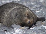 Fur Seal at Brown Bluff, Antarctic Peninsula, Antarctica, Polar Regions