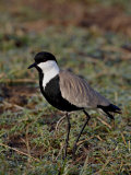 Spur-Winged Plover, Masai Mara National Reserve
