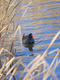 Buy Moorhen on a Pond, Hampstead Heath, London, England, United Kingdom, Europe at AllPosters.com