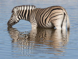 Buy Burchell's Zebra, at Waterhole, Etosha National Park, Namibia, Africa at AllPosters.com