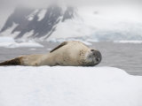 Leopard Seal on Ice, Near Yalour Island, Antarctic Peninsula, Antarctica, Polar Regions