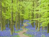 Spring Bluebells in Beech Woodland, Dockey Woods, Buckinghamshire