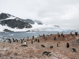 Cuverville Island, Antarctic Peninsula, Antarctica, Polar Regions