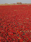 Red Chillies Laid Out to Dry in the Sun and Lorries Waiting to Be Loaded, Tonk District Photographic Print