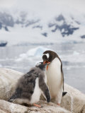 Gentoo Penguin Feeding Chick, Neko Harbour, Antarctic Peninsula, Antarctica, Polar Regions