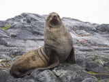 Fur Seal, Yalour Island, Antarctic Peninsula, Antarctica, Polar Regions