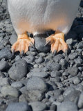 Gentoo Penguin's Feet at Brown Bluff, Antarctic Peninsula, Antarctica, Polar Regions
