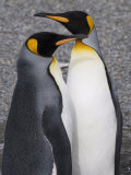King Penguins, St. Andrews Bay, South Georgia, South Atlantic