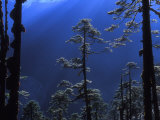 Pine Trees Glisten in the Early Morning Sunlight in the Remote Hingku Valley, Near Mount Everest