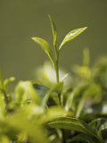 High Quality Tea Leaves, Happy Valley Tea Estate, Darjeeling