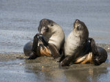 Fur Seals, Moltke Harbour, Royal Bay, South Georgia, South Atlantic