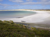 Magellanic Penguins, Yorke Bay, Port Stanley, Falkland Islands, South America